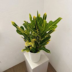 クロトン：鉾葉グリーン　6号鉢植え