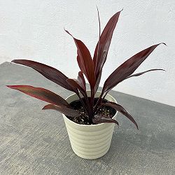 コルジリネ：アイチアカ　4号鉢植え*