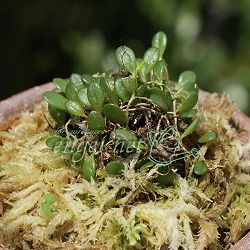 マメヅタラン（豆蔦蘭）2.5号ポット