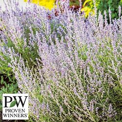 ロシアンセージ（ペロフスキア）：デニムレース11cmポット*