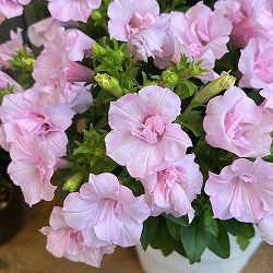 ペチュニア：愛子3.5号ポット 3株セット