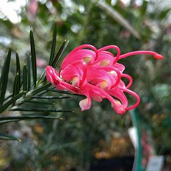 グレビレア：キャンベラジェム4号ポット