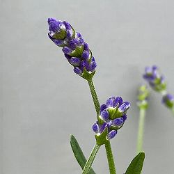 ラベンダー：ふらの3-3.5号ポット 12株セット