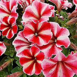 ペチュニア：クレイジーチュニア　セクレドスター3.5号ポット 3株セット