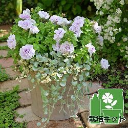 [送料無料]間室みどりさんのペチュニア寄せ植えキット/ギュギュ・ダブルラベンダーピンク