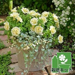 [送料無料]間室みどりさんのペチュニア寄せ植えキット/ギュギュ・ダブルイエロー