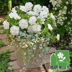 [送料無料]間室みどりさんのペチュニア寄せ植えキット/ギュギュ・ダブルホワイト