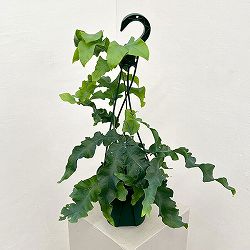 ポリポジウム：マンダイアナム　5号吊り鉢