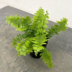 ネフロレピス：マッチョ　3号ポット