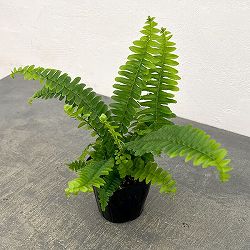 ネフロレピス：チェスター　3号ポット