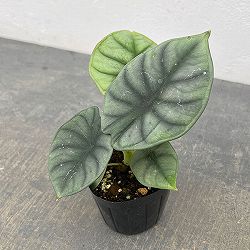 アロカシア：インペリアリス　3号ポット
