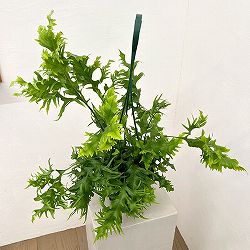 フィマトソラス：ロンギッシマス　5号吊り鉢