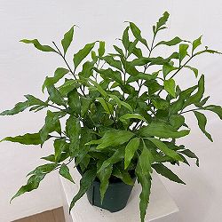 アスプレニウム：オブロンギフォリア　5号鉢植え