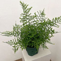 ドリオプテリス：リネアリス　ポリダクティロン　5号鉢植え