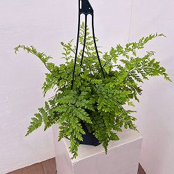 アスプレニウム：ブルビフェルム　5号吊り鉢植え