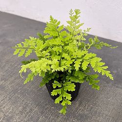 アスプレニウム：ブルビフェルム　3号ポット