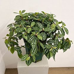 ピレア：カディエレイ6号鉢植え