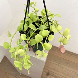 ディスキディア：フォルモサ　4.5号吊り鉢