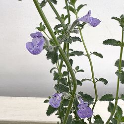 ネペタ（キャットミント）：カイミント　フジ3.5号ポット 3株セット