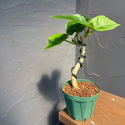 フィカス：ウンベラータ（曲げ仕立て）　3号鉢植え