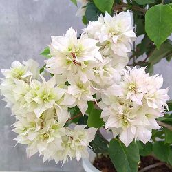 ブーゲンビリア八重咲き：ブライダルピンク7号鉢植え