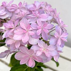 アジサイ：楽園（らくえん）3-3.5号ポット