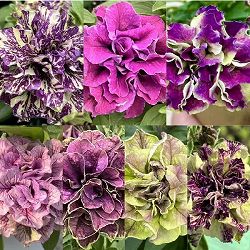 ペチュニア：フレルSPカラー　エボリューションミックス3.5号ポット 3株セット