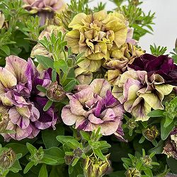 ペチュニア：フレルSPカラー　フロマージュフルール3-3.5号ポット 6株セット