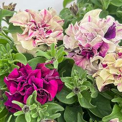 ペチュニア：フレルSPカラー　フロマージュベリー3-3.5号ポット 6株セット