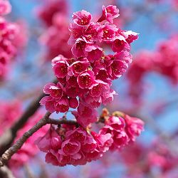 桜：寒緋桜（カンヒザクラ）接木苗4～5号ポット