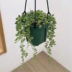 セネシオ：ピーチネックレス　4号吊り鉢