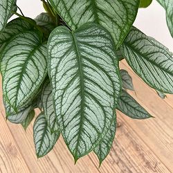 モンステラ：シルテぺカーナ　8号鉢植え