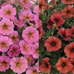 ペチュニア×カリブラコア：ビューティカル(R)サンレイピンクとシナモン3.5号ポット2種セット[雨に強く晩秋まで咲くサカタのタネ育成種]