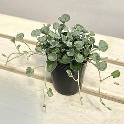 ダイカンドラ（ダイコンドラ）：シルバーサーファー2.5号ポット