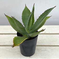 園芸ネット本店｜観葉植物:アガベ の商品一覧 【公式】