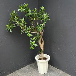 ガジュマル　8号鉢植え