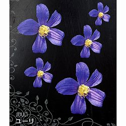 クレマチス：ユーリ4号ロングポット（インテグリフォリア系）*