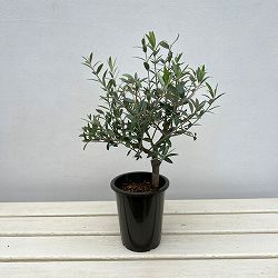 オリーブ：創樹さんのオリーブ　セントキャサリン　4号鉢植え