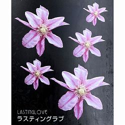 クレマチス：ラスティング　ラブ4号ロングポット（パテンス系）*