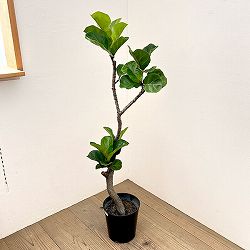 カシワバゴム：バンビーノ　7号26-01