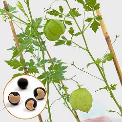 風船かずら(ふうせんかずら)　3-3.5号ポット* 6株セット