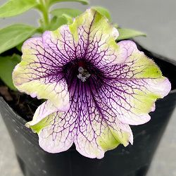 [送料無料]ペチュニア：アマゾナス プラムコカトゥー3-3.5号ポット 6株セット