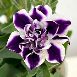 [送料無料]ペチュニア：グレープパフェ3.5号ポット 6株セット