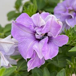 [送料無料]ペチュニア：パニエ ラベンダー3.5号ポット 6株セット