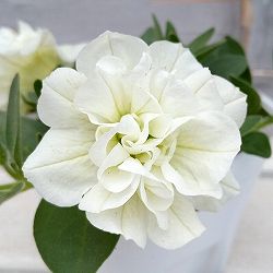 [送料無料]ペチュニア：パニエ レモン3.5号ポット 6株セット