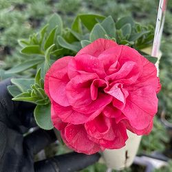 [送料無料]ペチュニア：ビバダブル　シュガーボンボン3.5号ポット 6株セット