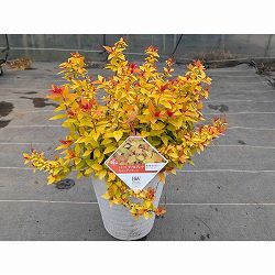 シモツケ：ダブルプレイ キャンディコーン（大株）8号鉢植え