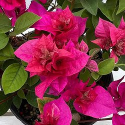 ブーゲンビリア八重咲き：ディープピンク系（パープル系）3.5号ポット