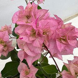 ブーゲンビリア八重咲き：ライトピンク系3.5号ポット