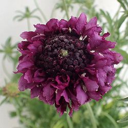 スカビオサ：ジェラート　ブルーベリー3-3.5号ポット 3株セット